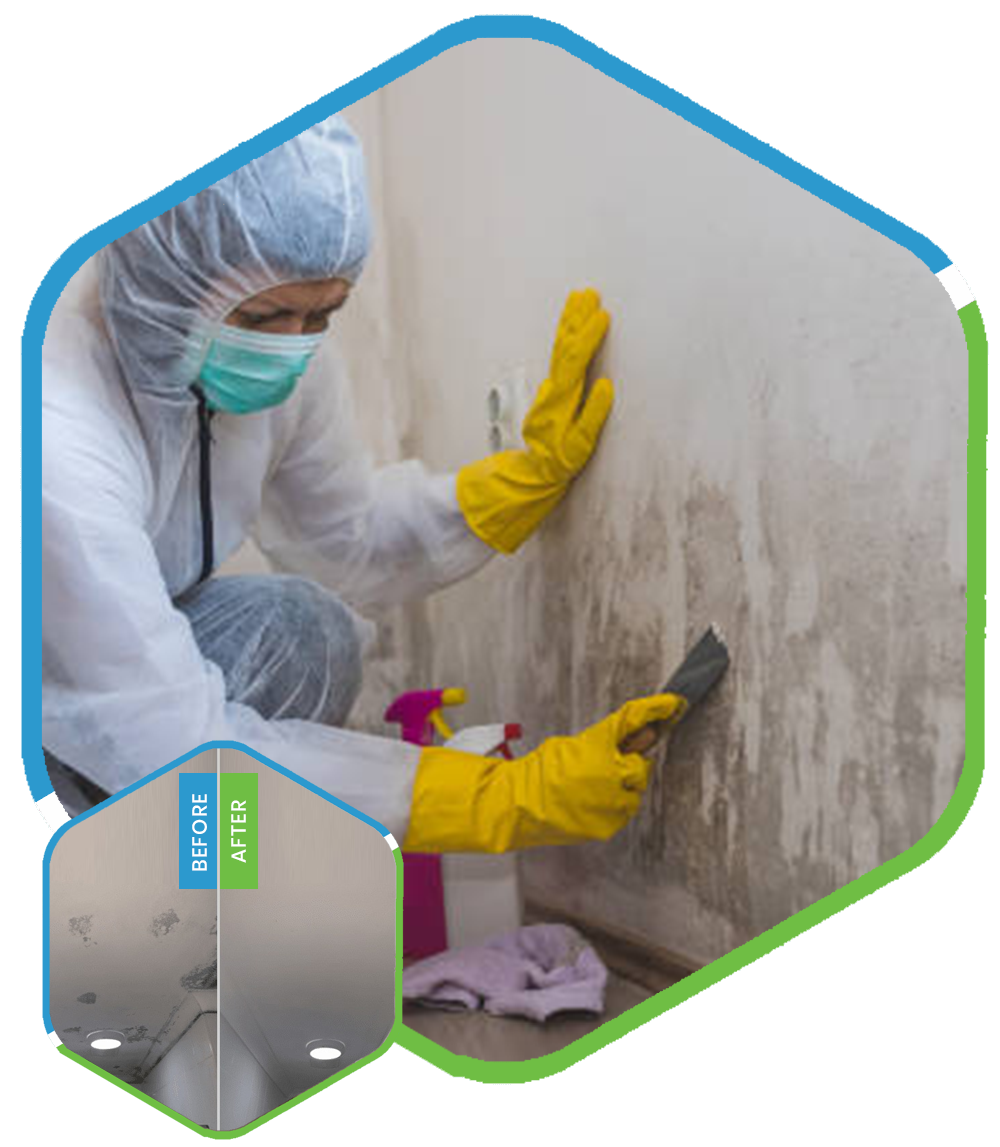 Mold Remediation