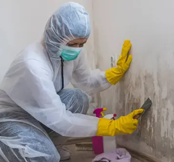 Mold Remediation