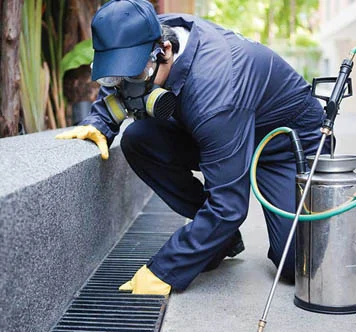 Pest Control Services in Dubai